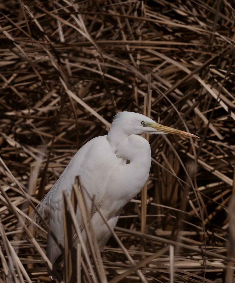 大白鷺 - ML652291514