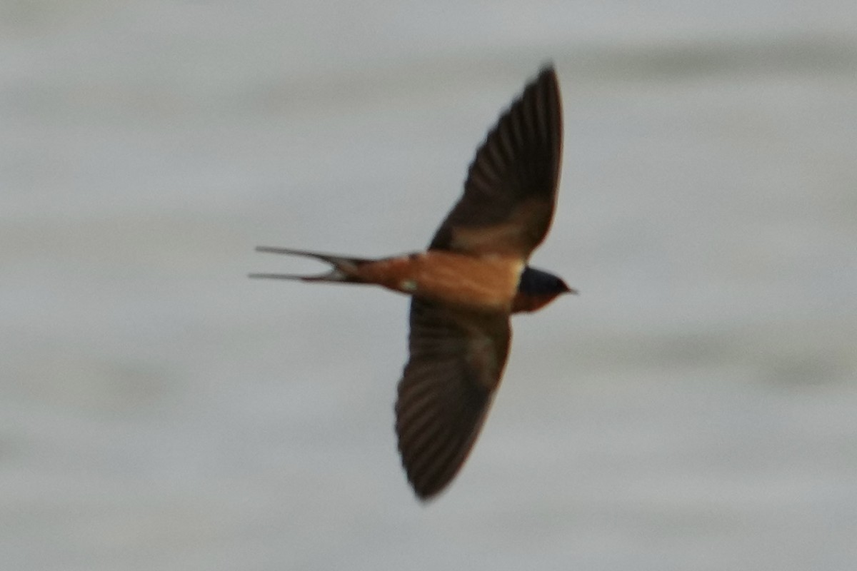 Golondrina Común - ML652291688