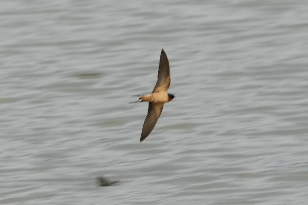 Golondrina Común - ML652291689