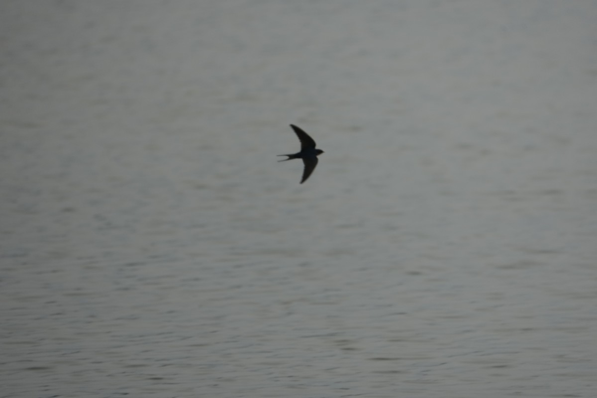 Golondrina Común - ML652291691