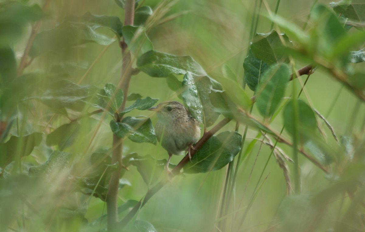 Cucarachero Culibarrado - ML652291709