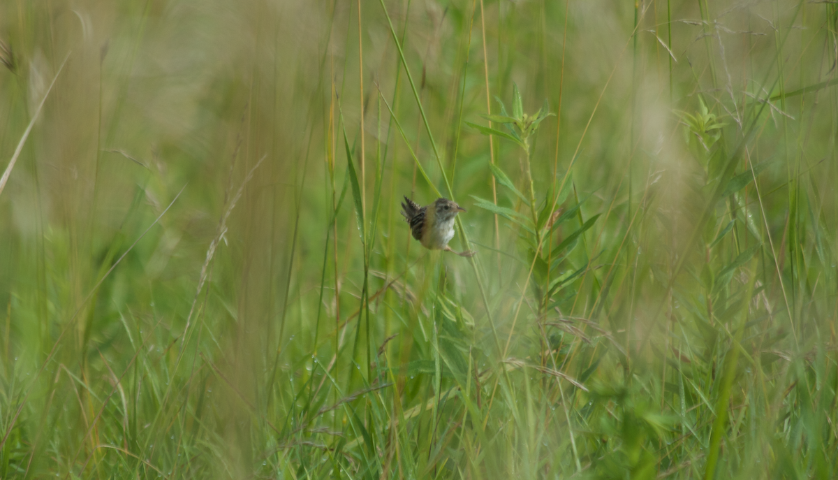 Cucarachero Culibarrado - ML652291725