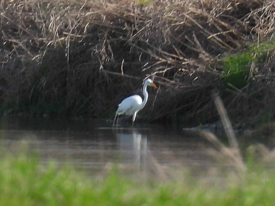 大白鷺 - ML652291857