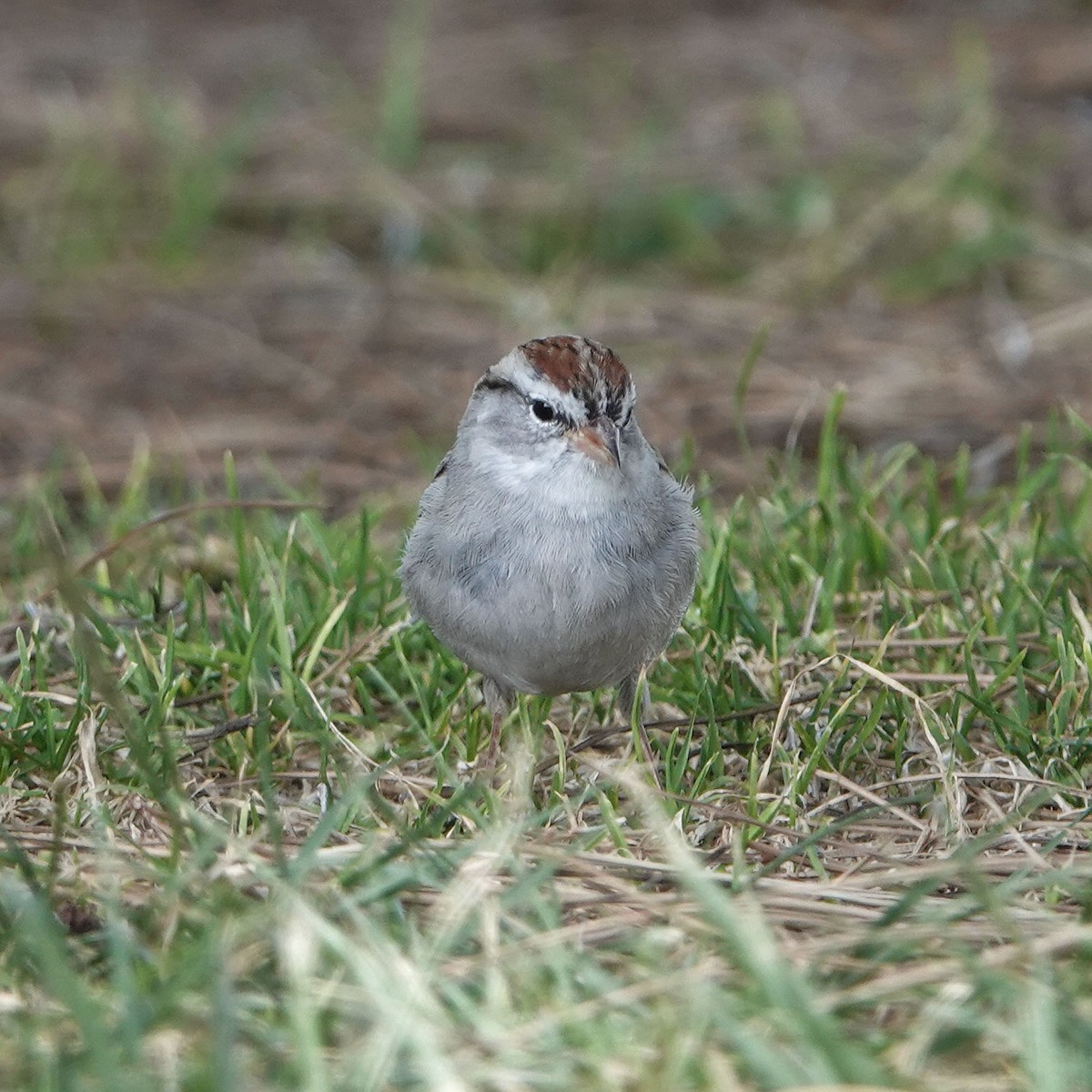 Chipping Sparrow - ML652291893