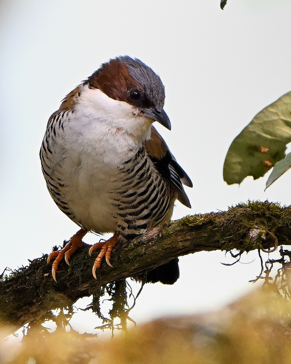 Himalayan Cutia - ML652292060