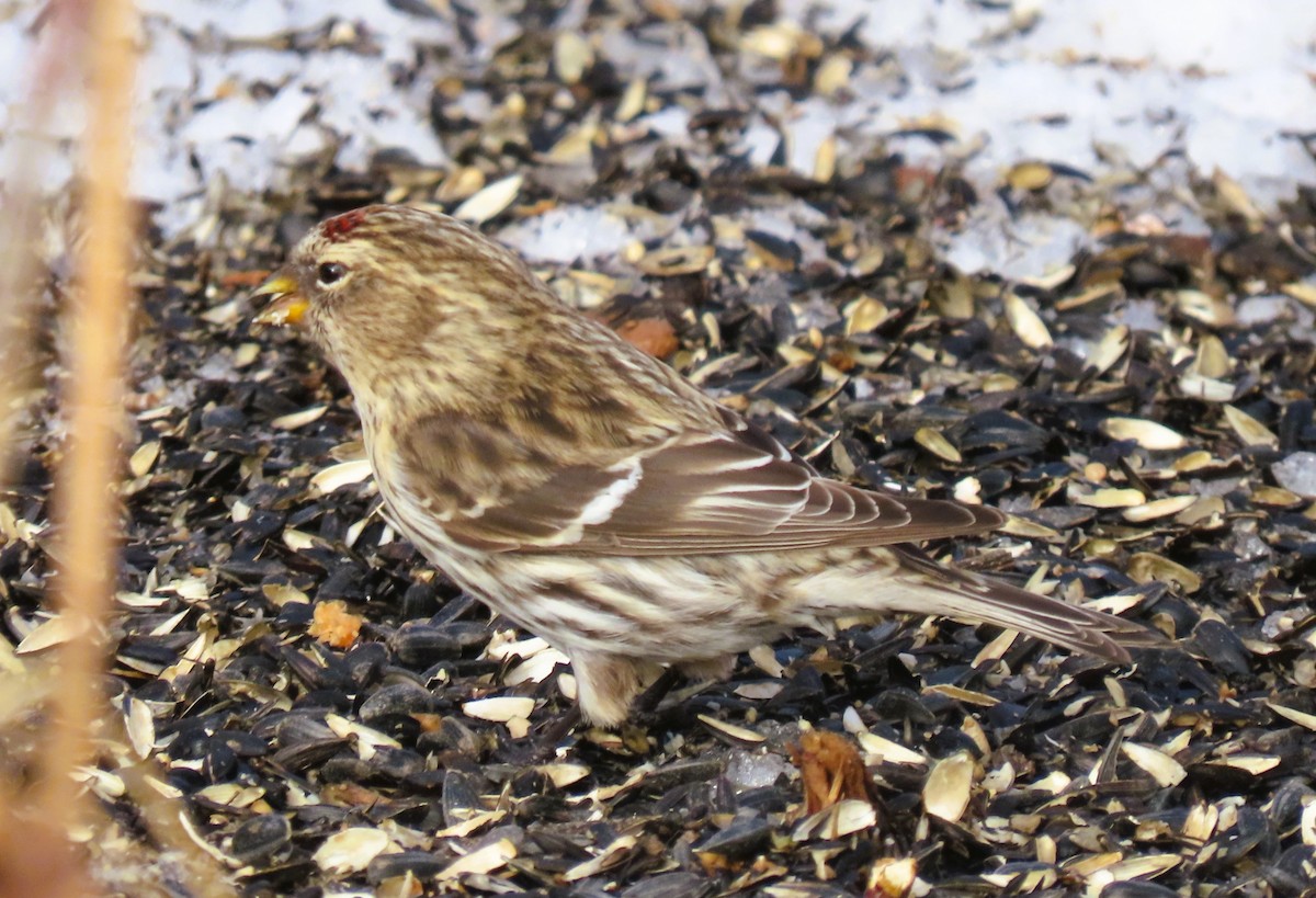 Redpoll - ML652292072