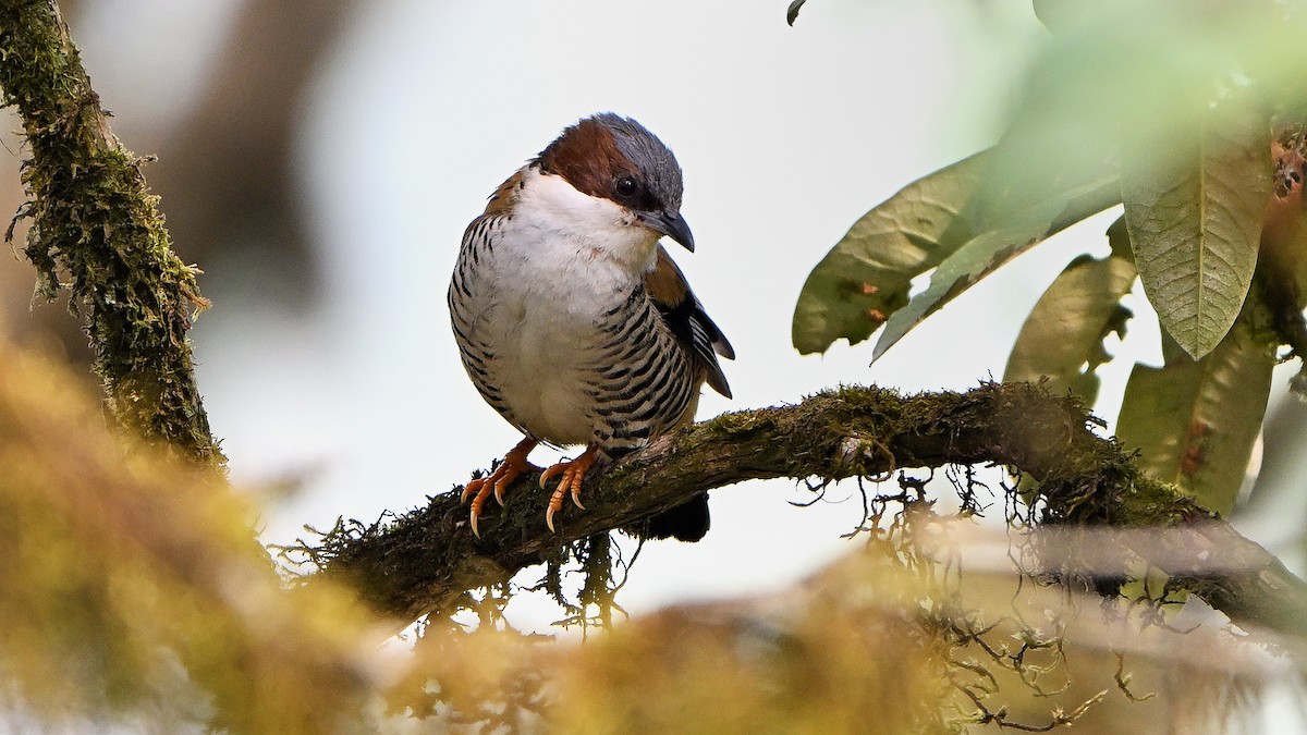 Himalayan Cutia - ML652292115