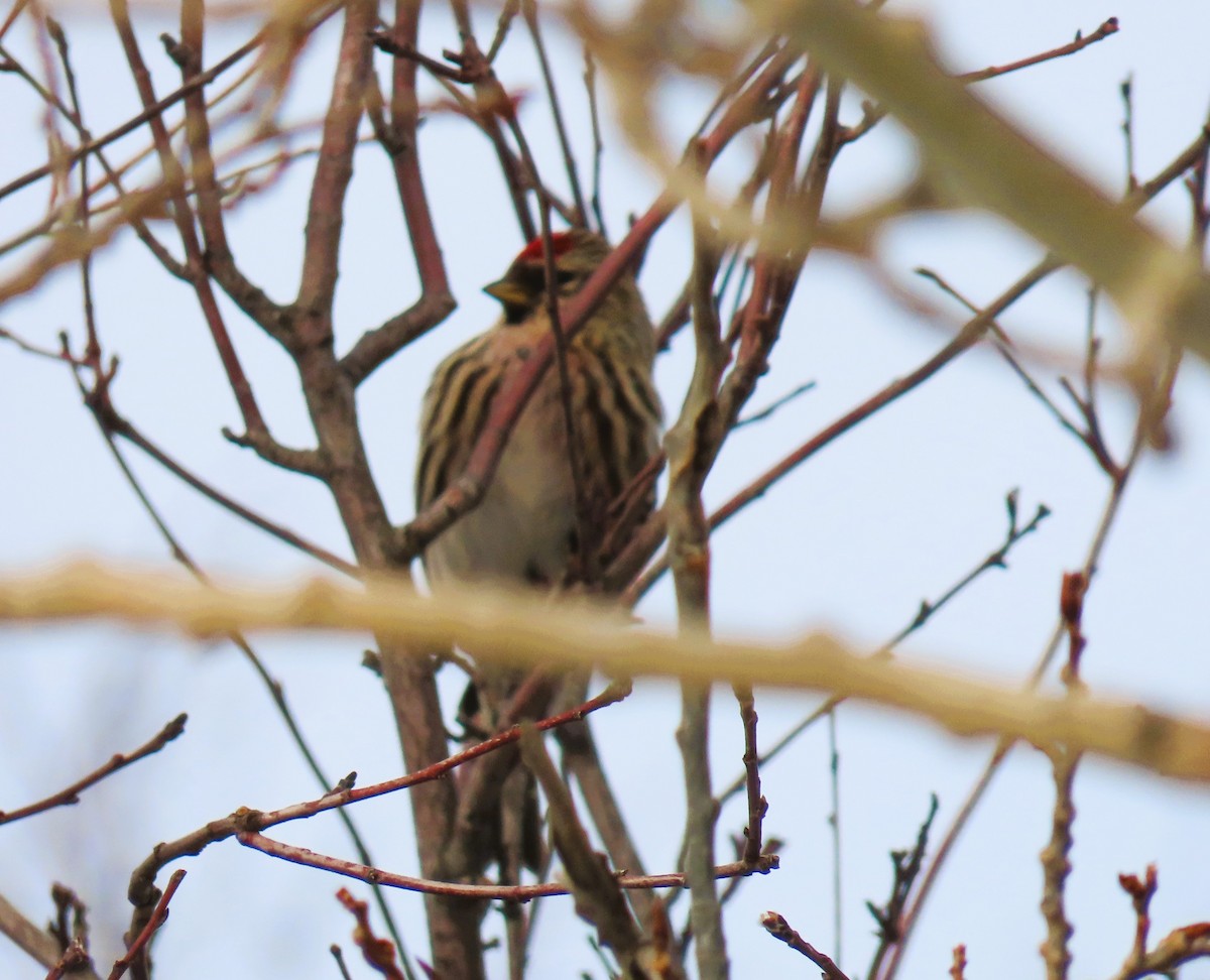 Redpoll - ML652292120