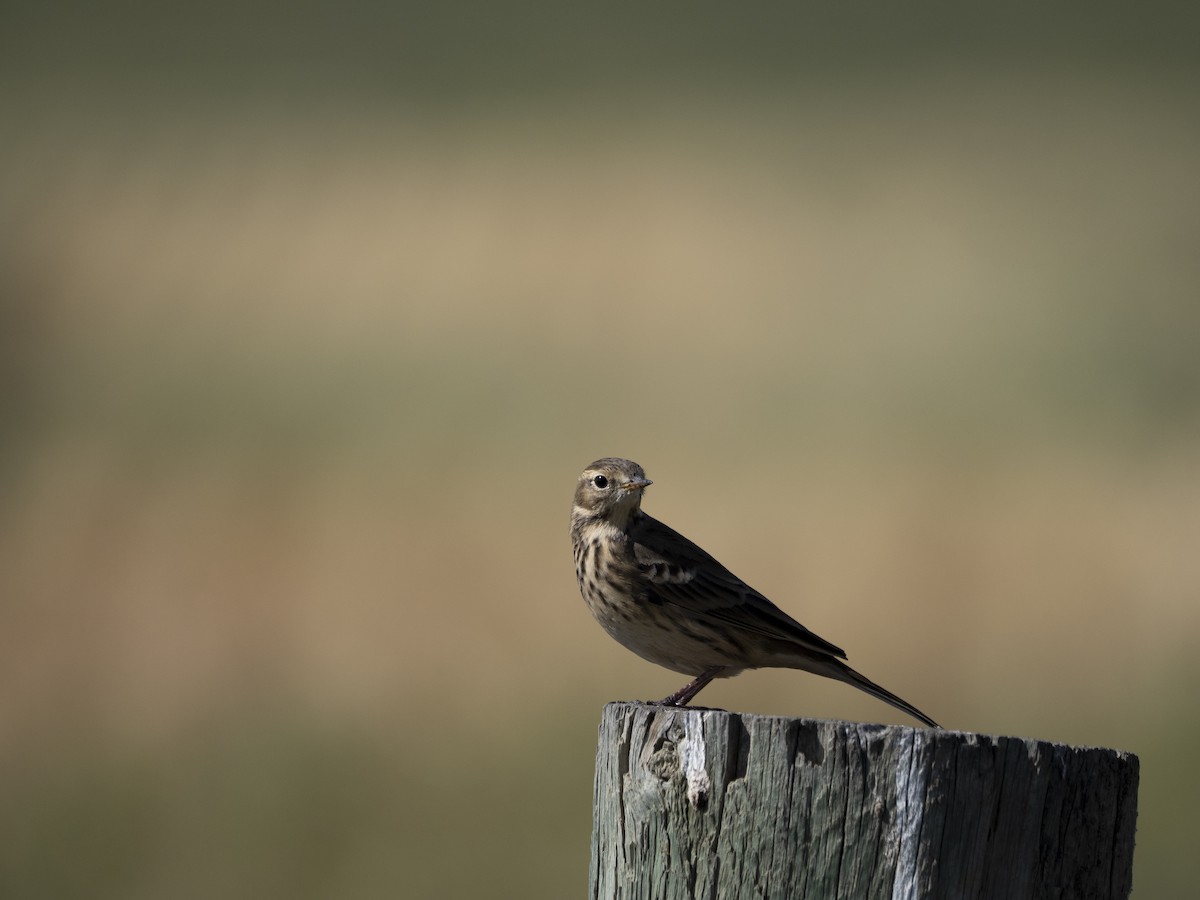 American Pipit - ML652292133