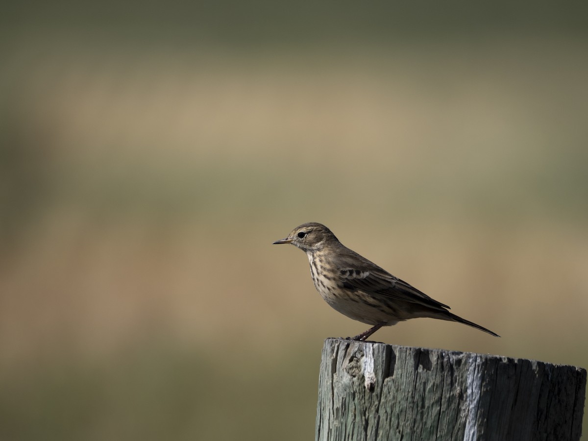 American Pipit - ML652292135