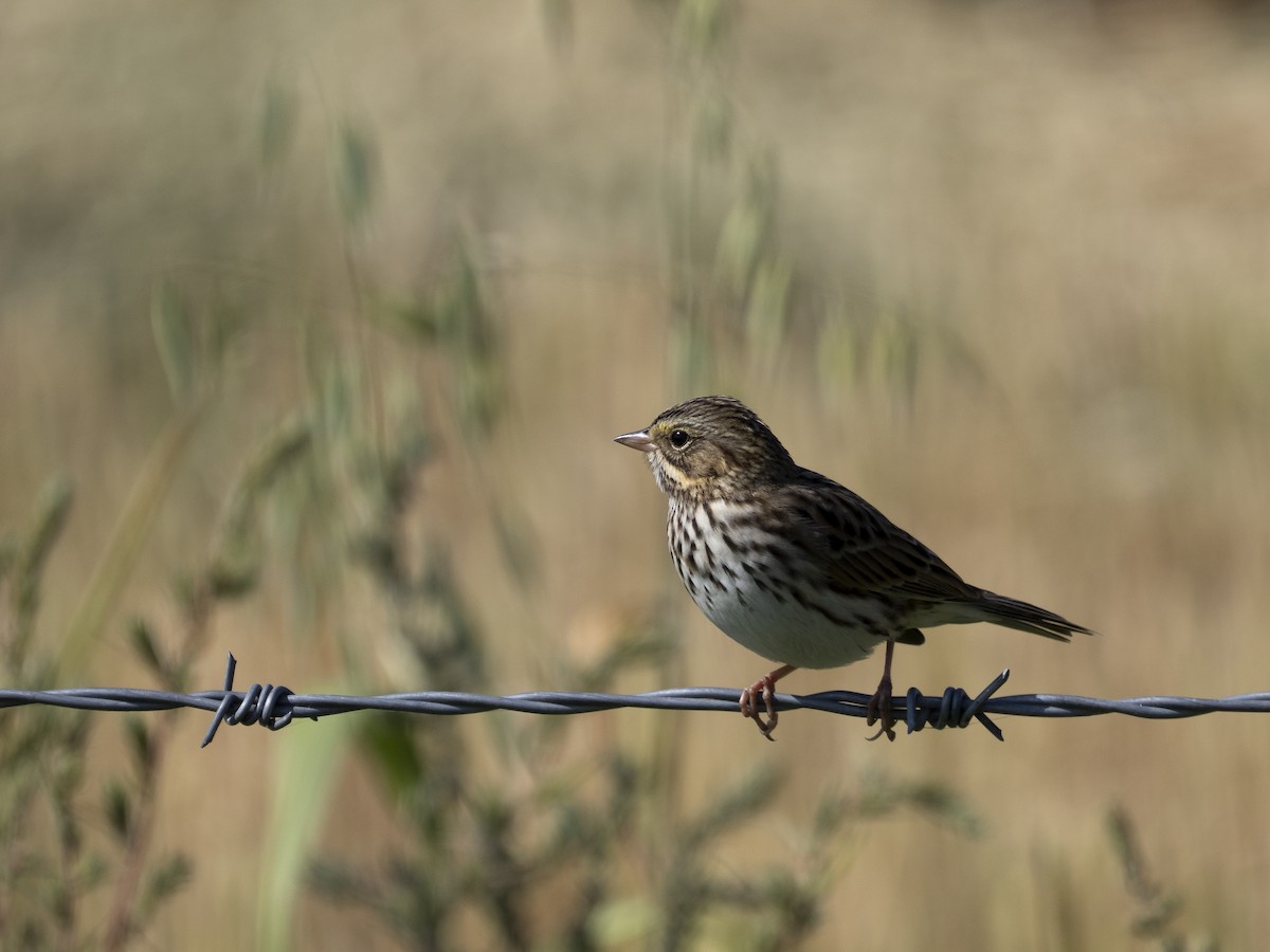 Savannah Sparrow - ML652292139