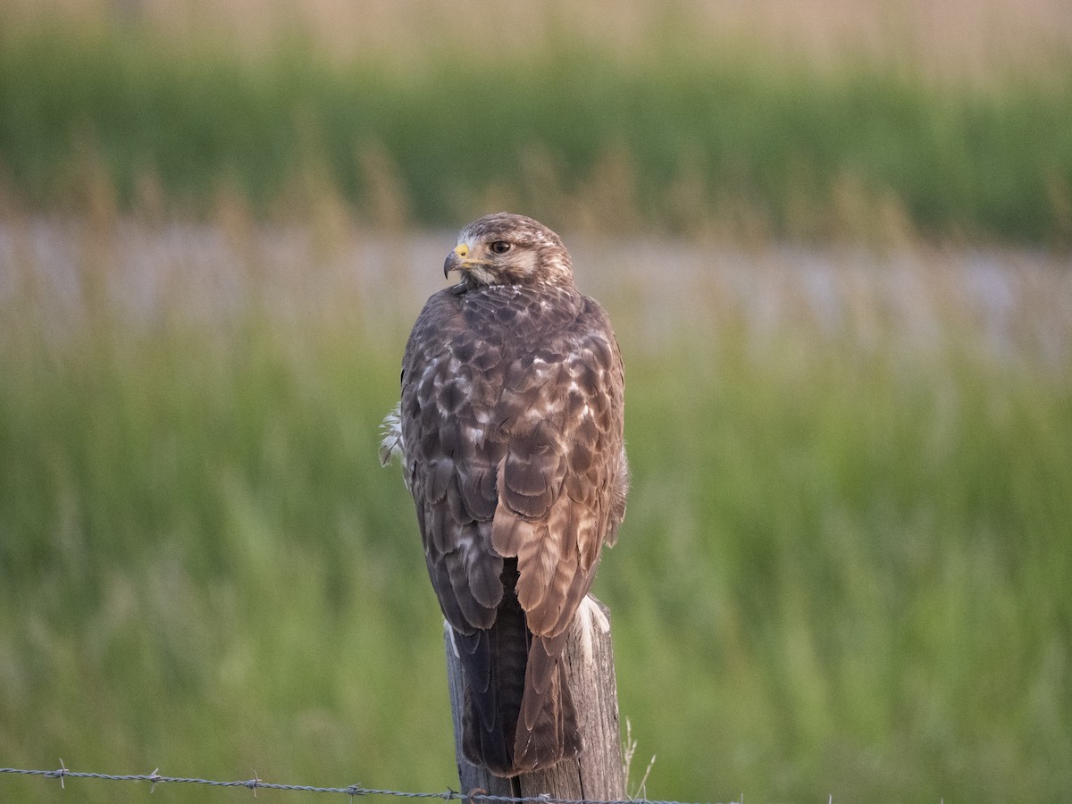 Swainson's Hawk - ML652292178