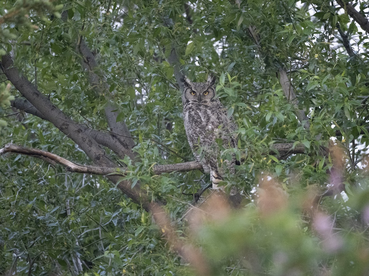 Great Horned Owl - ML652292184