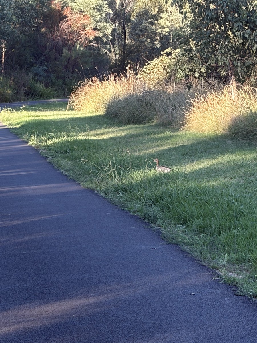 Maned Duck - ML652292216