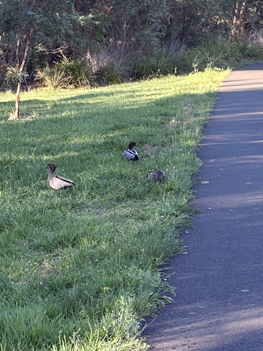 Maned Duck - ML652292217