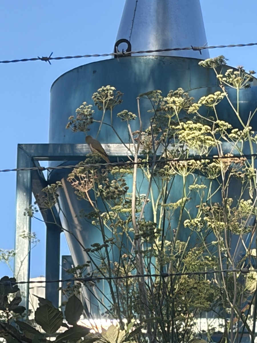 Silvereye - ML652292227
