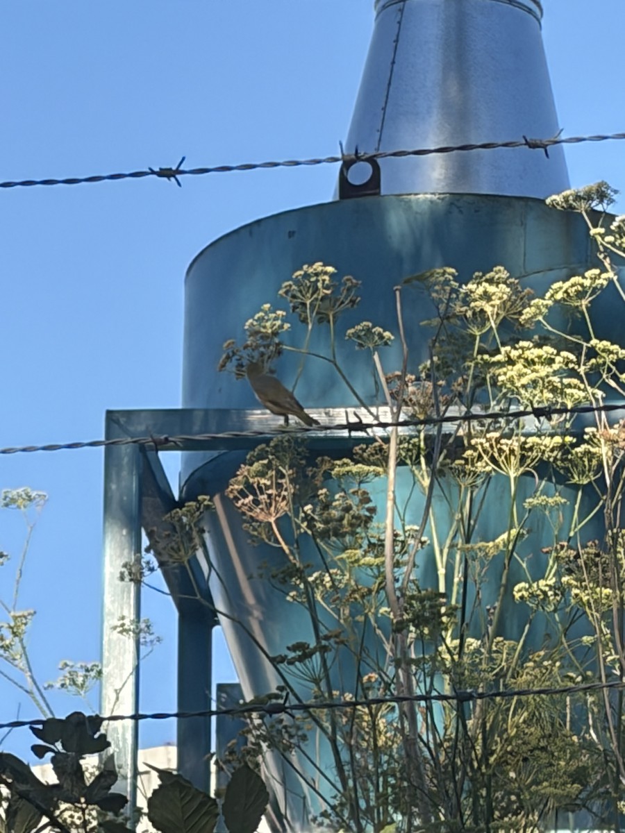 Silvereye - ML652292228