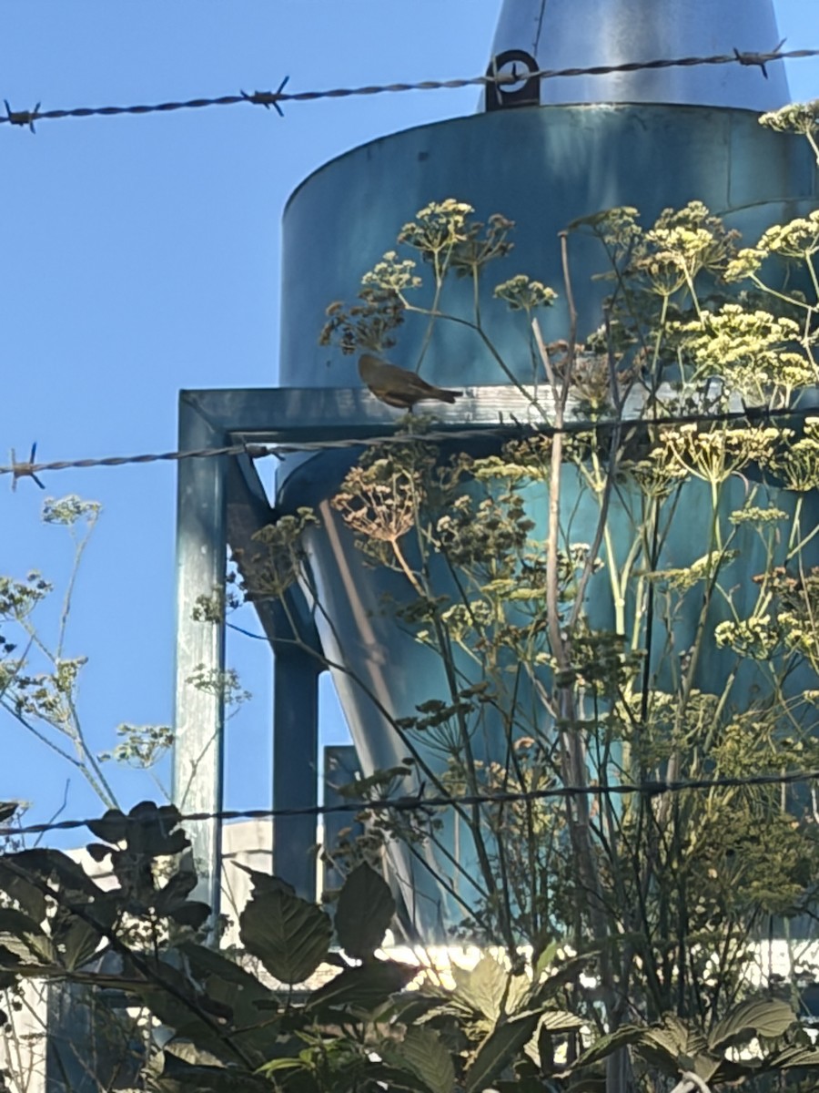 Silvereye - ML652292229