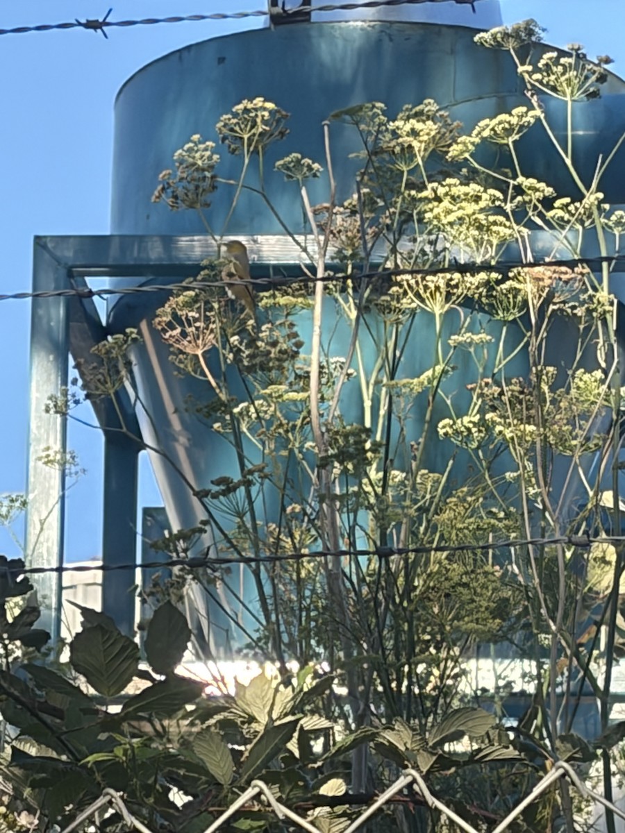 Silvereye - ML652292230