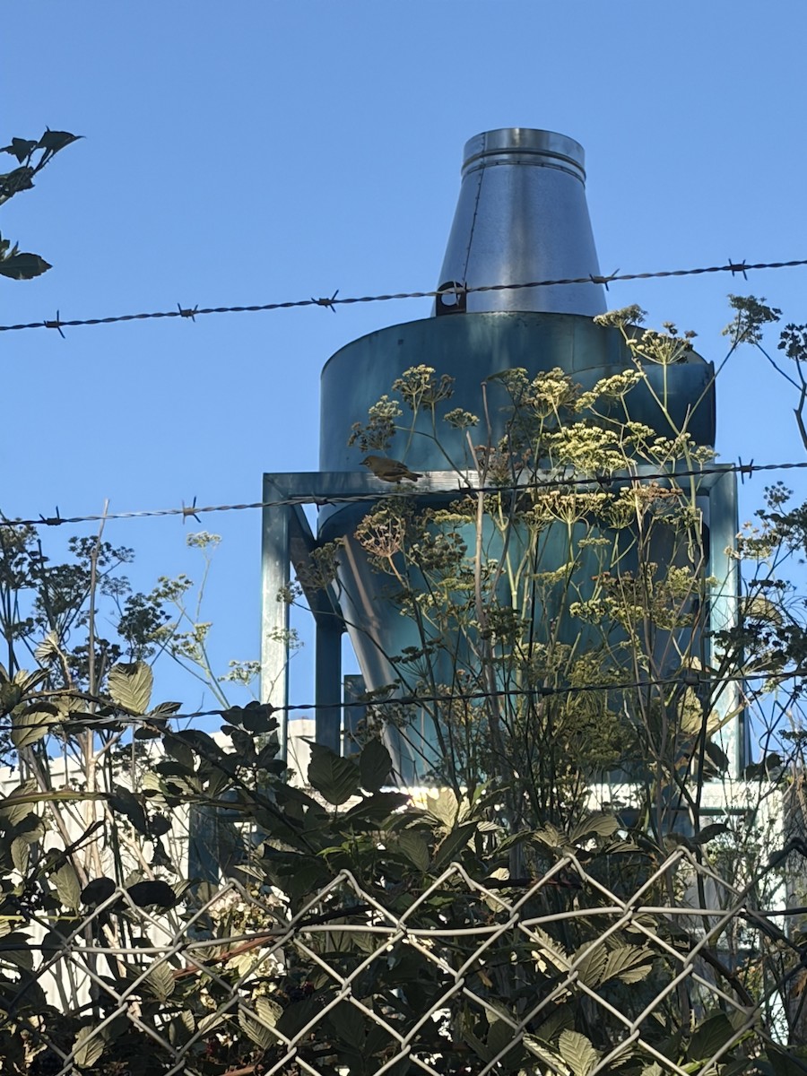 Silvereye - ML652292231