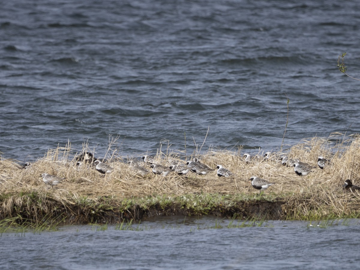 Black-bellied Plover - ML652292257