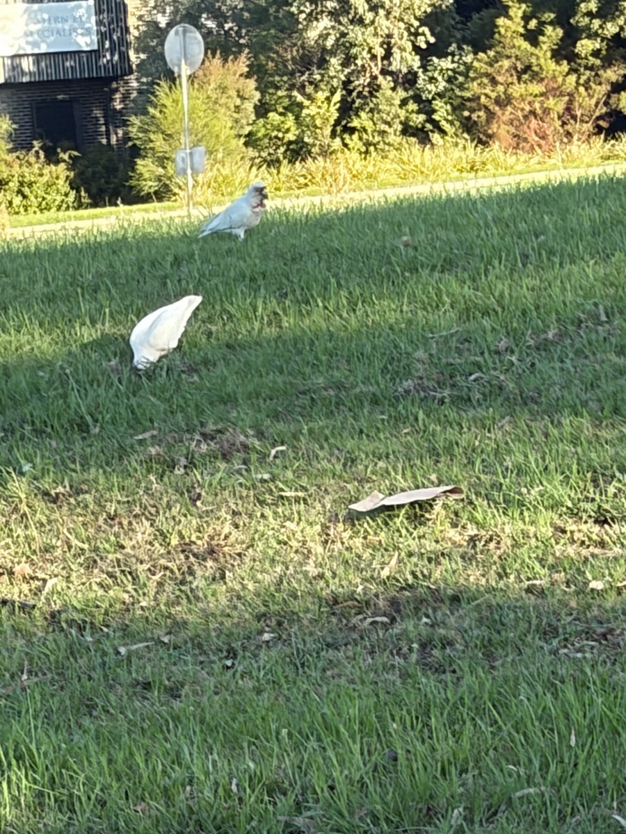 Long-billed Corella - ML652292321