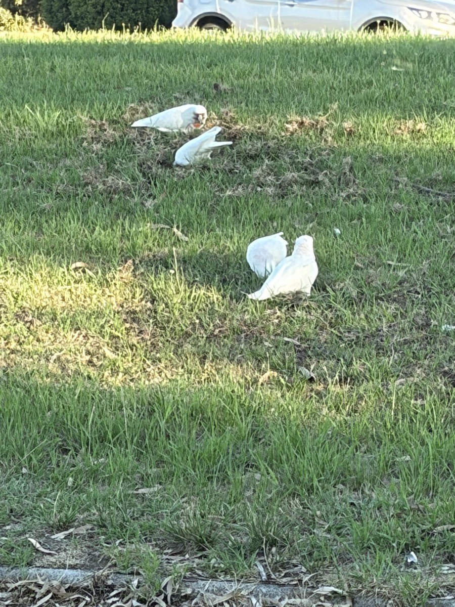 Long-billed Corella - ML652292322