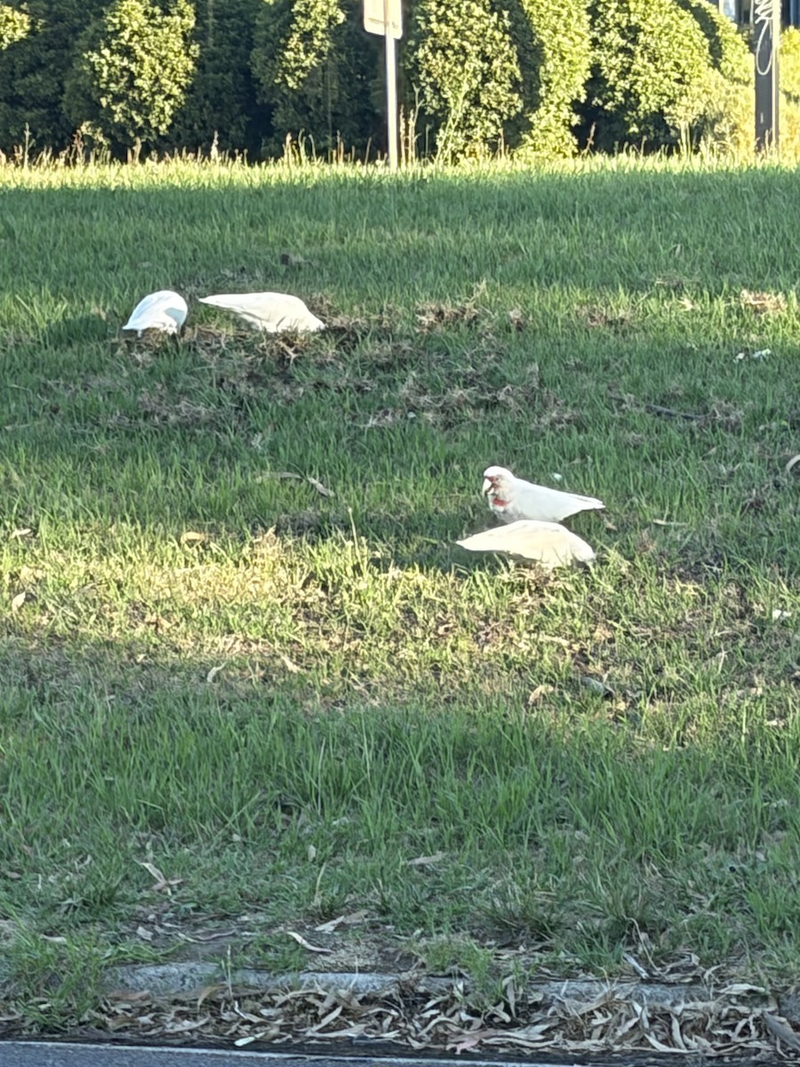 Long-billed Corella - ML652292323