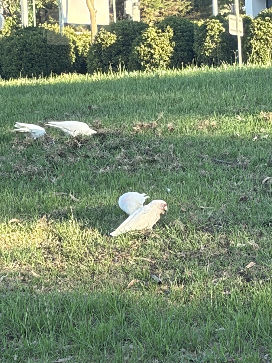 Long-billed Corella - ML652292324