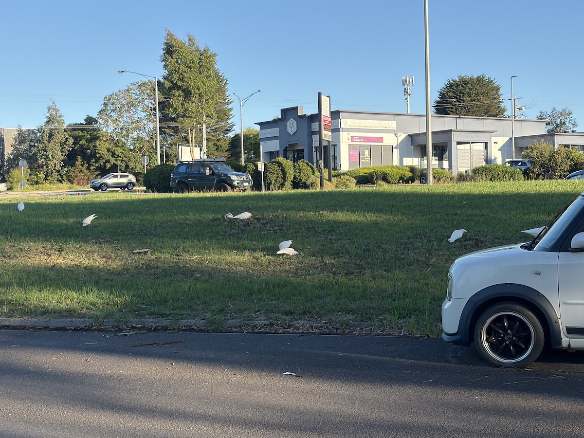 Long-billed Corella - ML652292325