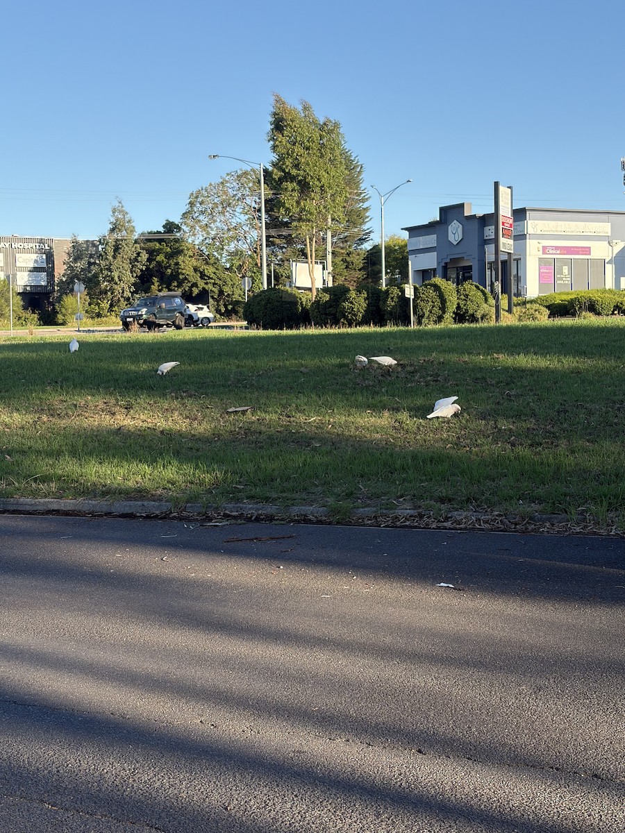 Long-billed Corella - ML652292326