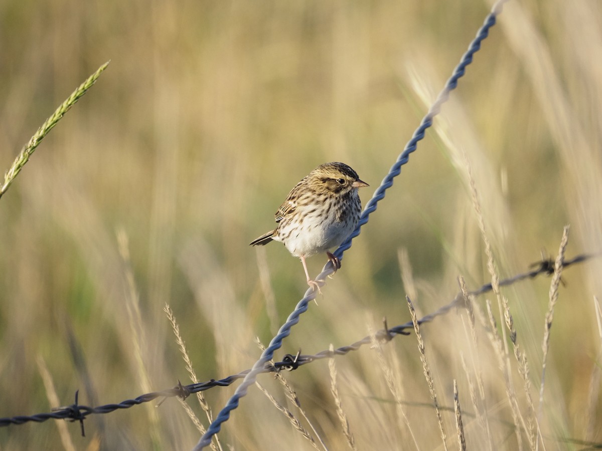 Savannah Sparrow - ML652292333