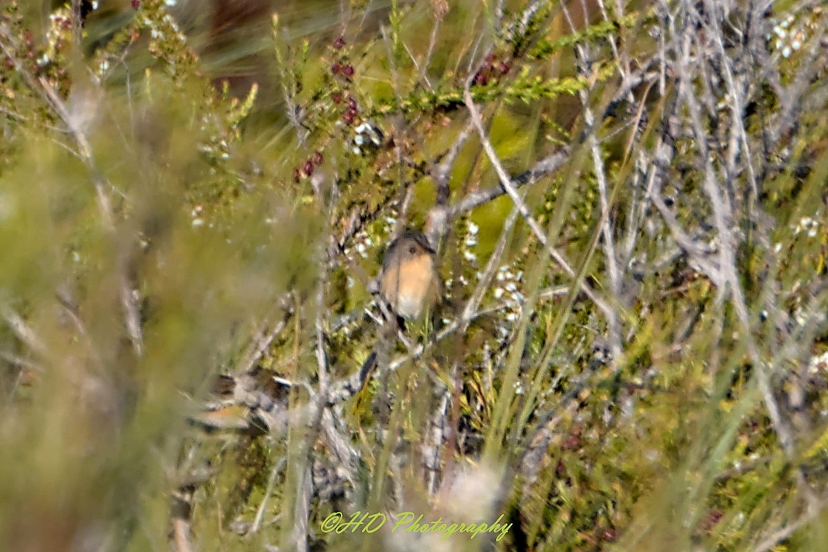 Güneyli Emubülbülü - ML652292340