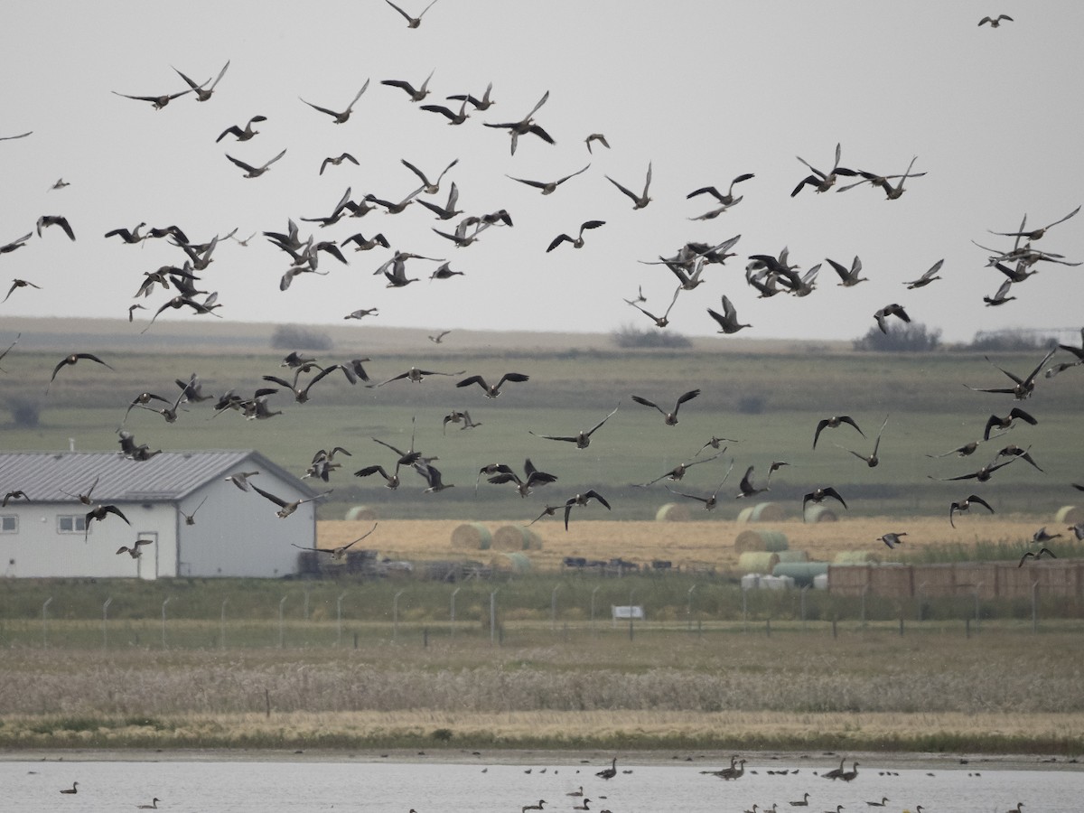 Greater White-fronted Goose - ML652292357