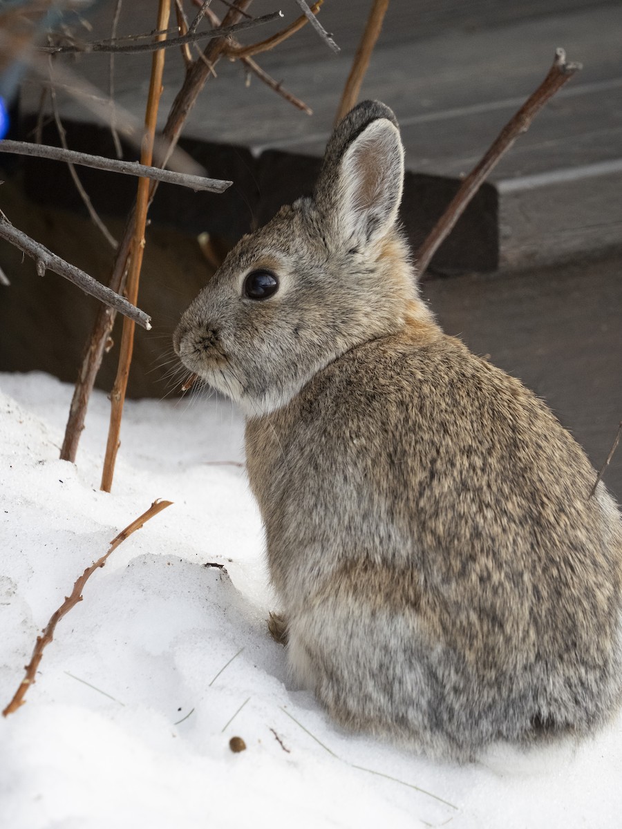 Mammals - ML652292407