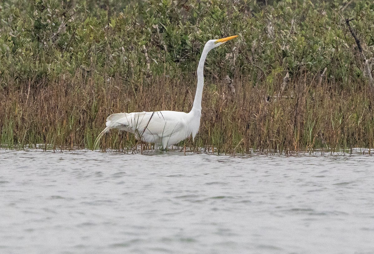 大白鷺 - ML652292408