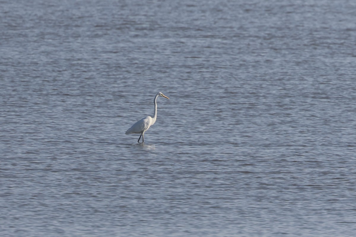 大白鷺 - ML652292985