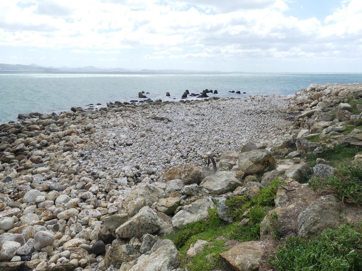 White-fronted Tern - ML652293088