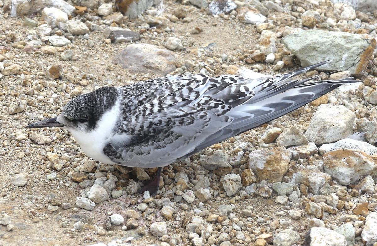 White-fronted Tern - ML652293247
