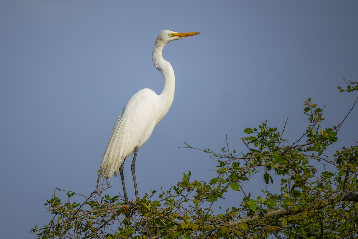 大白鷺 - ML652293267