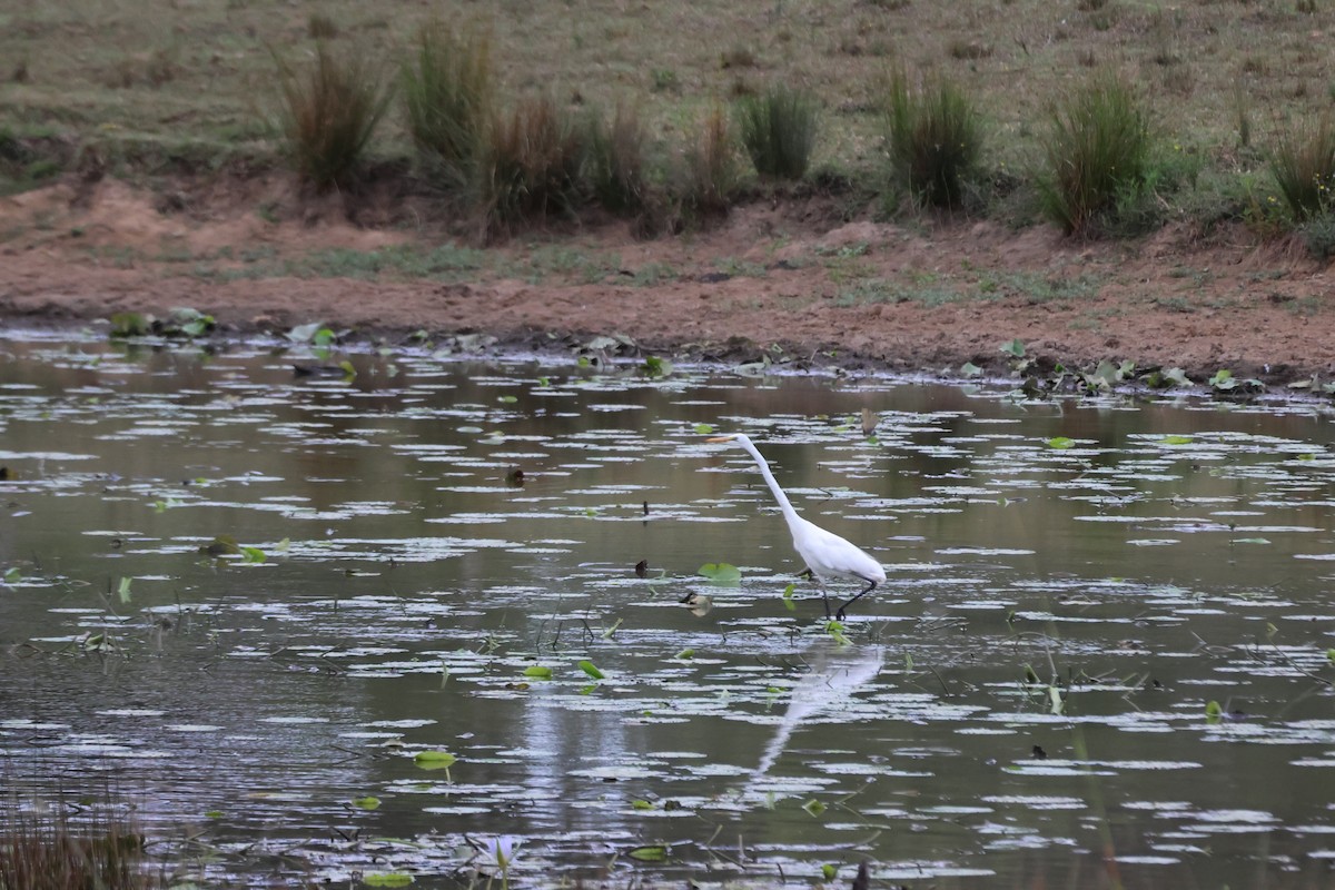 大白鷺 - ML652293445