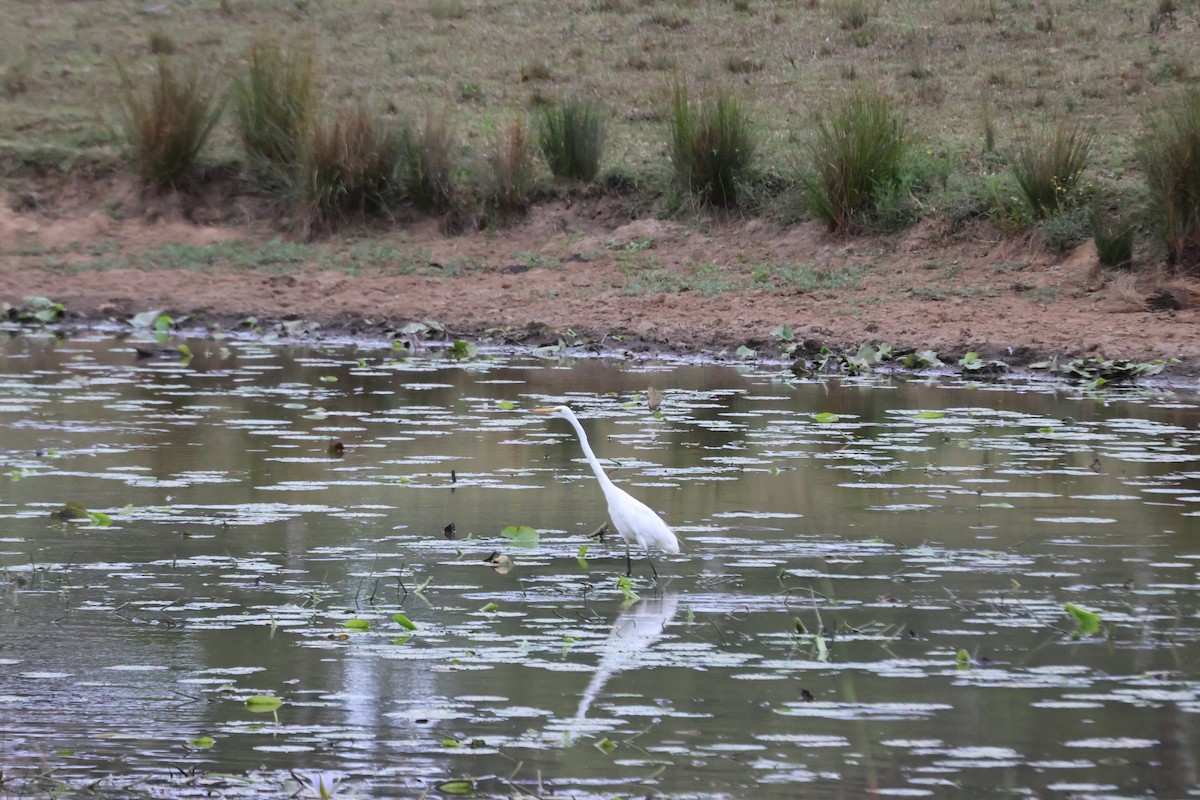 大白鷺 - ML652293450