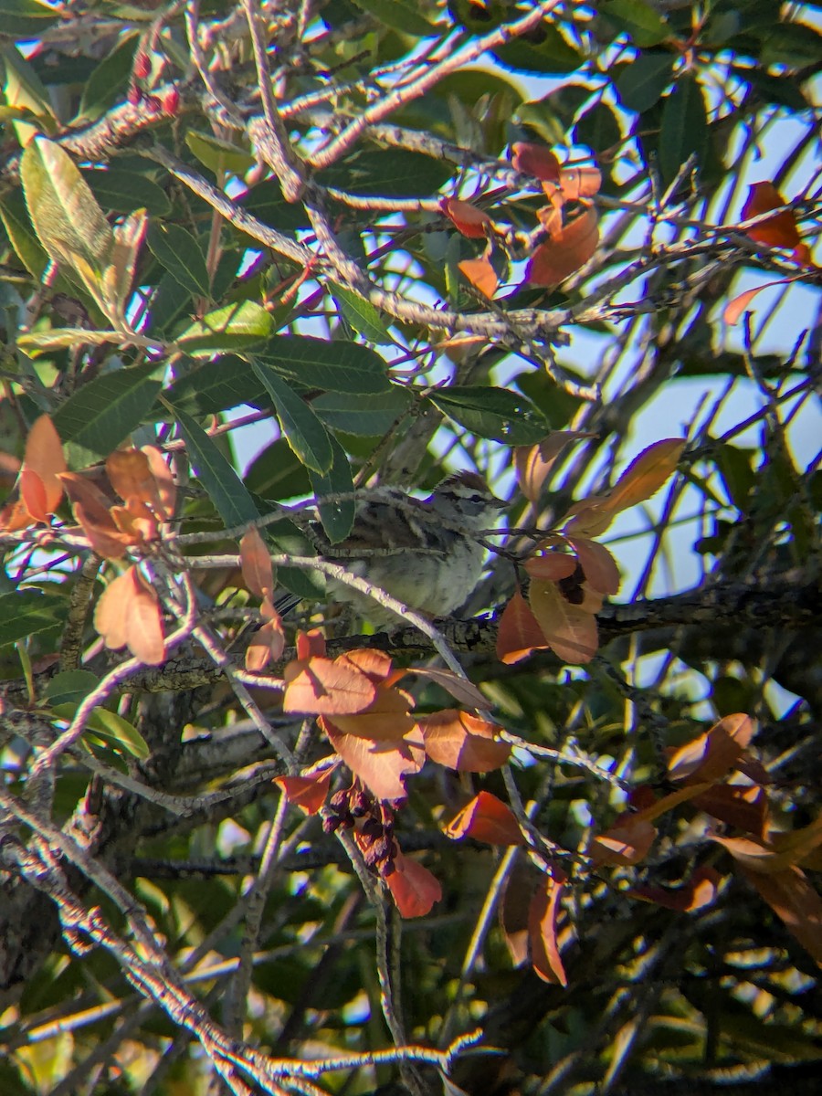 Chipping Sparrow - ML652293498
