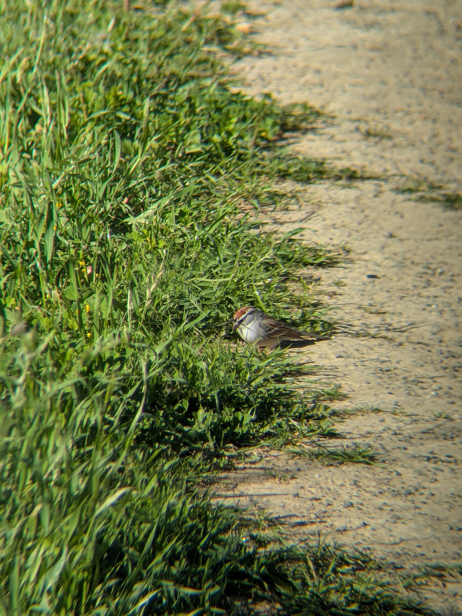 Chipping Sparrow - ML652293500