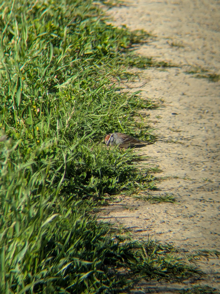 Chipping Sparrow - ML652293501