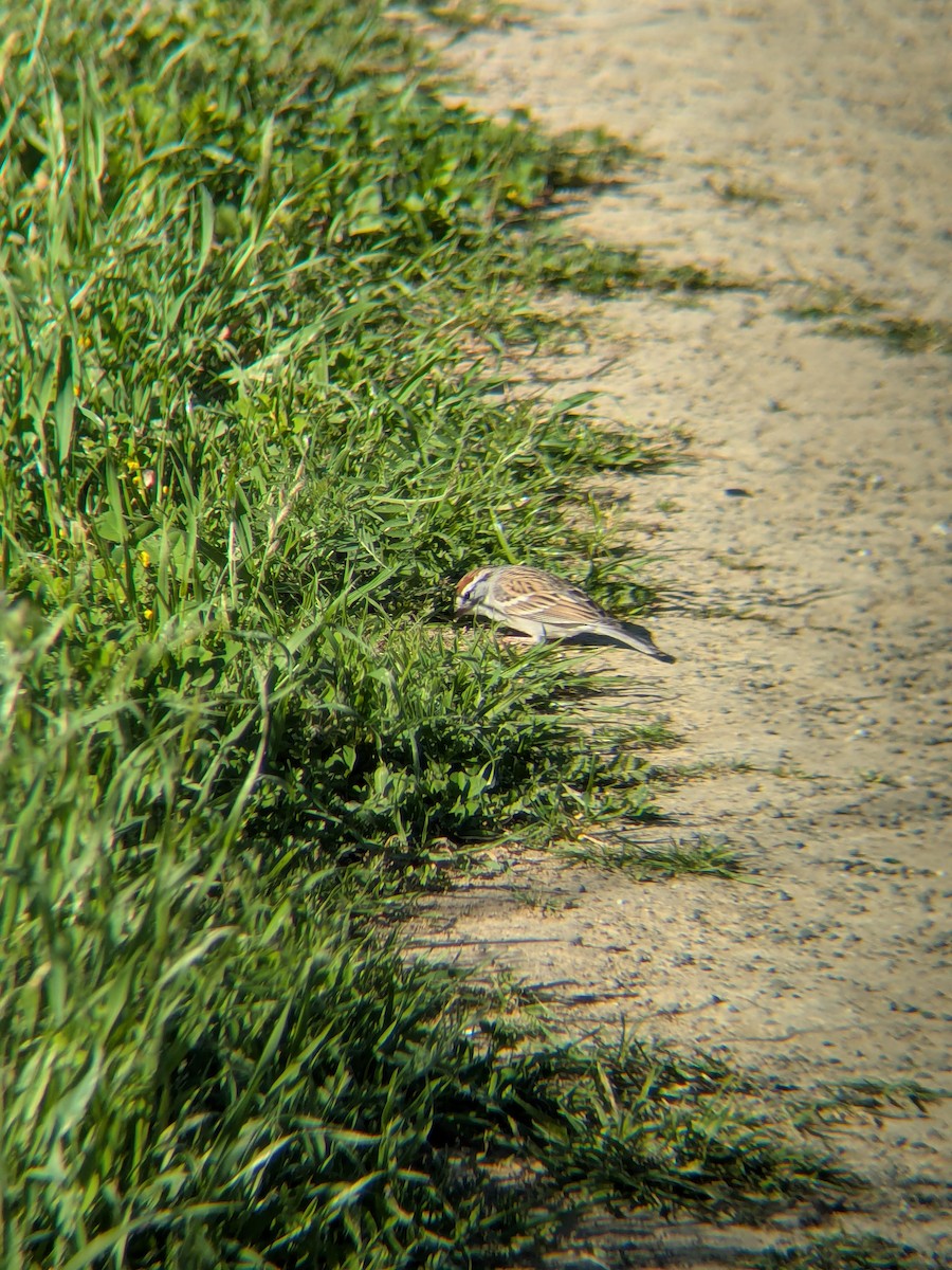 Chipping Sparrow - ML652293502