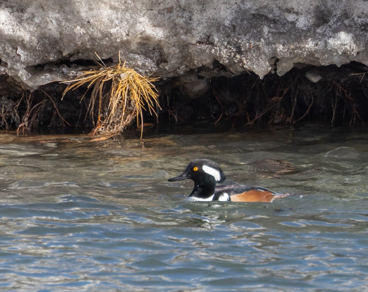 Hooded Merganser - ML652293728