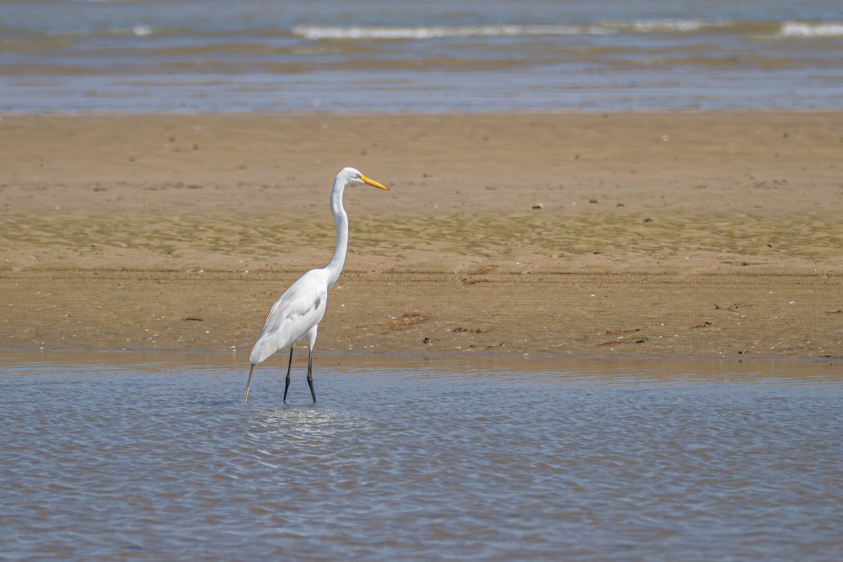 大白鷺 - ML652293956