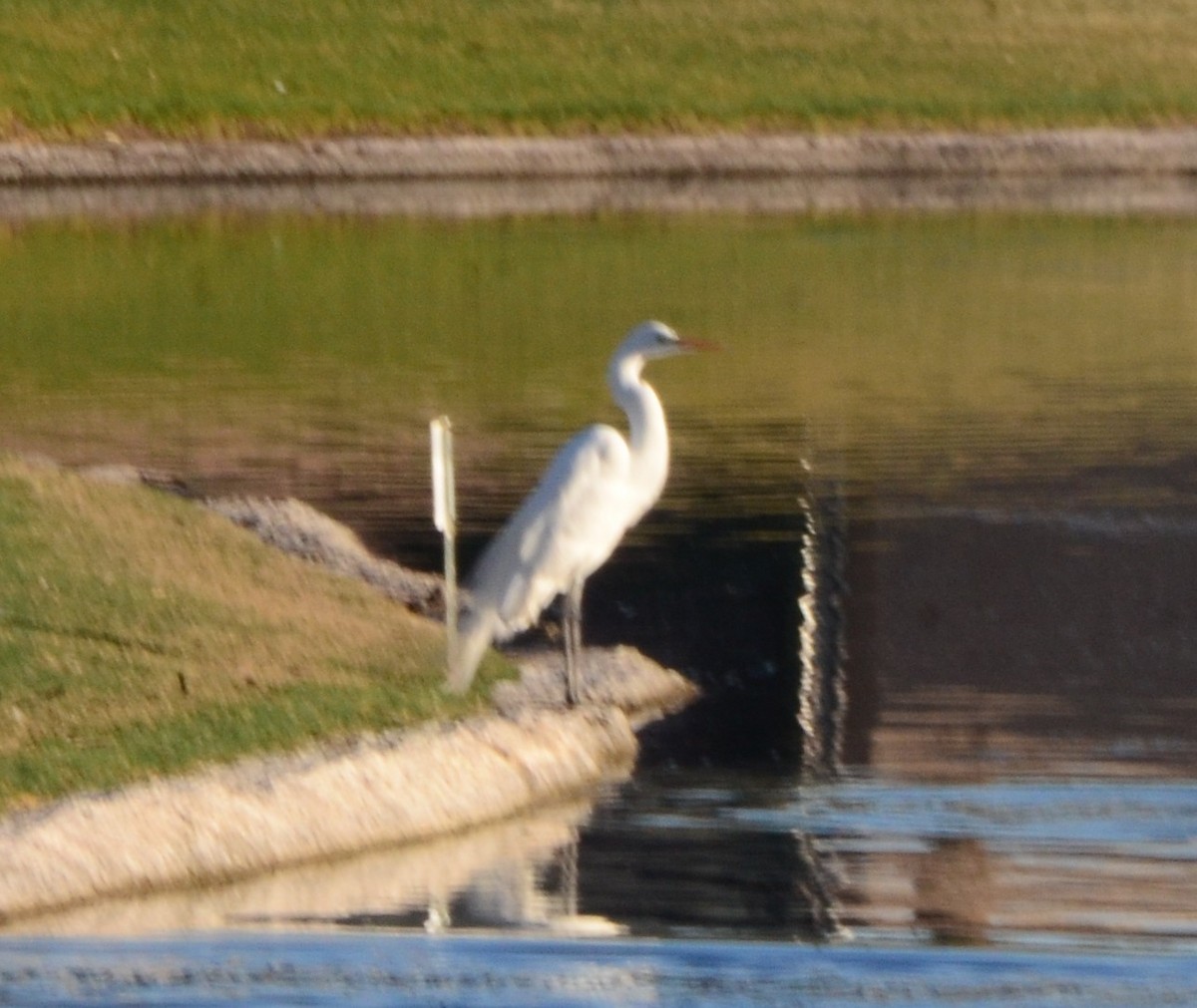 大白鷺 - ML652294131