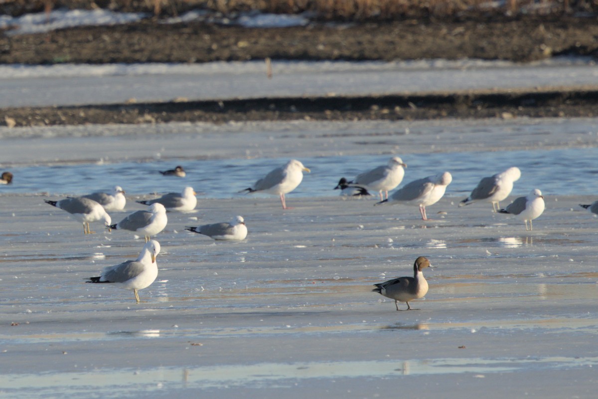 Northern Pintail - ML652294660